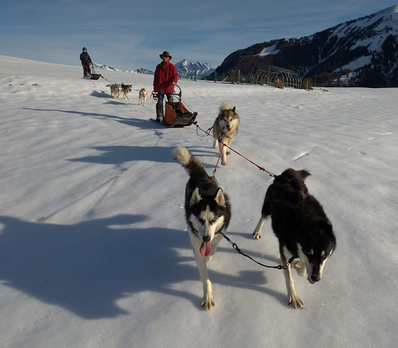 maisonblanche-activité-Chiens-de-traineaux--(1)